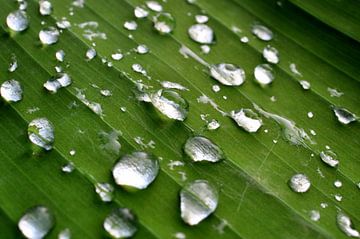 Druppels op een blad von Maurice Ultee