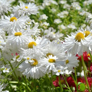 Margeriten von Violetta Honkisz