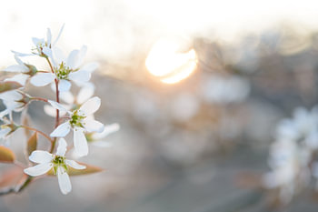 Sunset at blossom