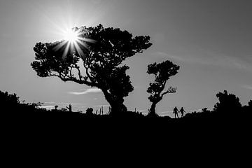 Grote boom in het Fanal bos, Madeira van KiekLau! Fotografie