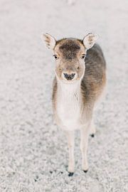 Deer in the snow | Animal portrait photography wall art in winter by Milou van Ham