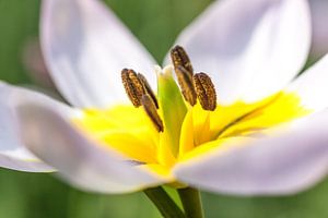 Tulpe von Albert Mendelewski