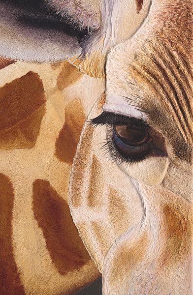 Détail de la girafe par Russell Hinckley