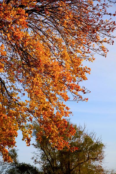 Maple by Thomas Jäger