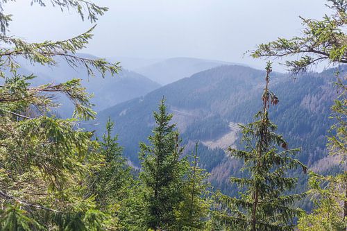 Landschaft im Nebel,  Goslar, Harz