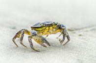 Krabben am Strand von Mark Bolijn Miniaturansicht