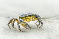 Crab on the beach