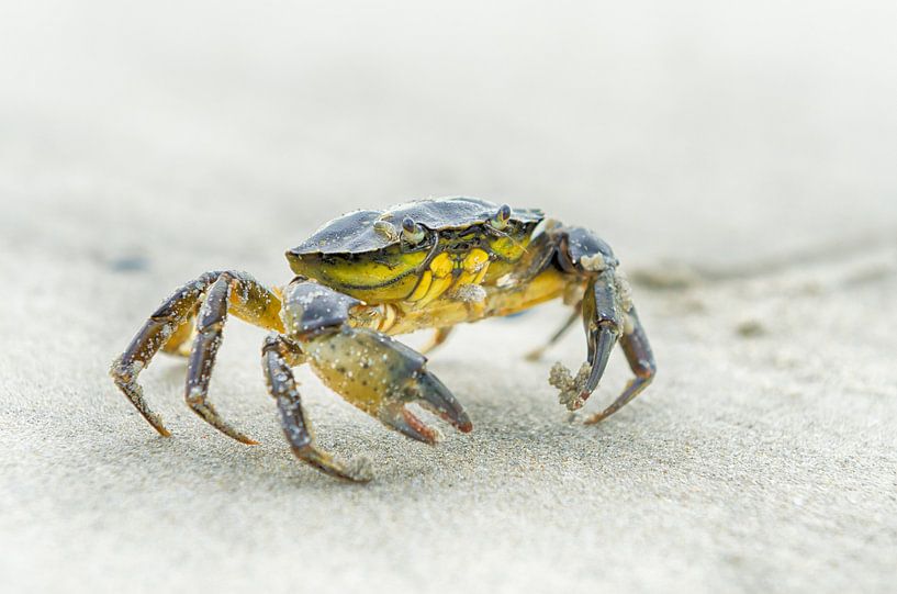 Krab op het strand van Mark Bolijn
