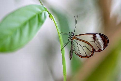 Glasvleugel vlinder - Glasswing butterfly