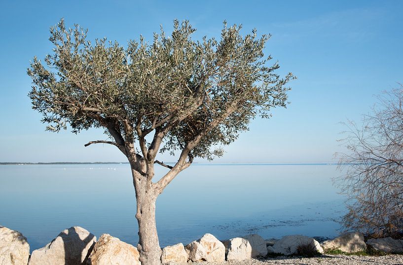 Olive tree by the sea by Ulrike Leone