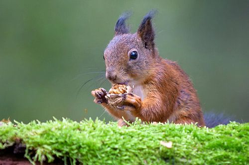 Eichhörnchen im Wald (2) von Henk Verstraaten