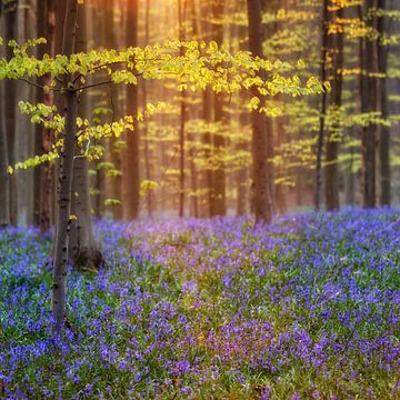 Feuilles fraîches et vertes du hêtre et violettes de la jacinthe sauvage sur Menno Schaefer