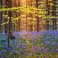 Beech-oak forest