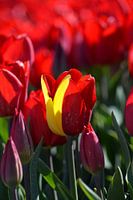 Tulip, two-coloured