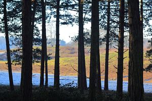 Baumreihe Hatertse Vennen von Jacqueline Gerhardt