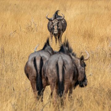 Wildebeest by Photowski