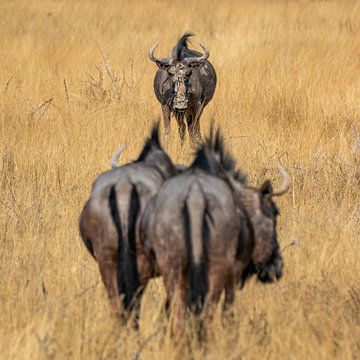 Wildebeest van Photowski