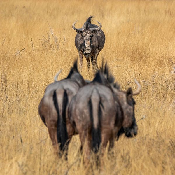 Wildebeest von Photowski
