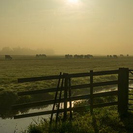 A foggy November morning in the Dutch polder sur Kees van der Rest