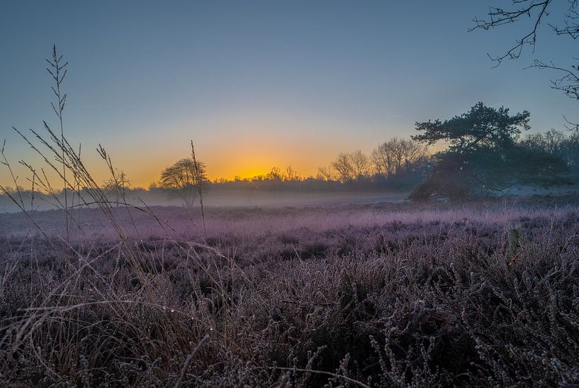 Drenthe Heide mit Sonnenaufgang von Harmen Goedhart