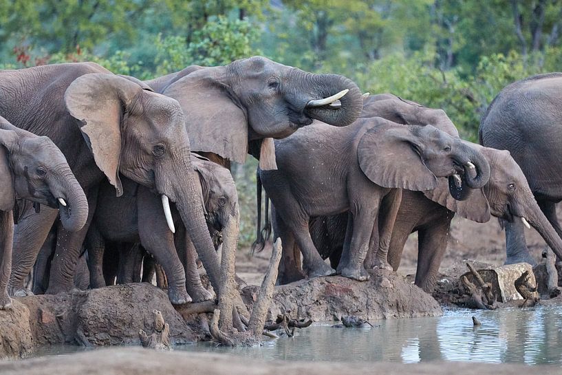 Herd of African Elephants drinking by Jolene van den Berg