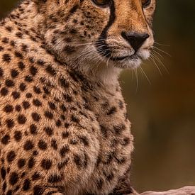 Staring jaguar by Patrick Berwald