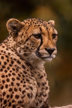 Starende jaguar van Patrick Berwald