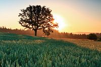 Alleenstaande boom bij zonsopgang