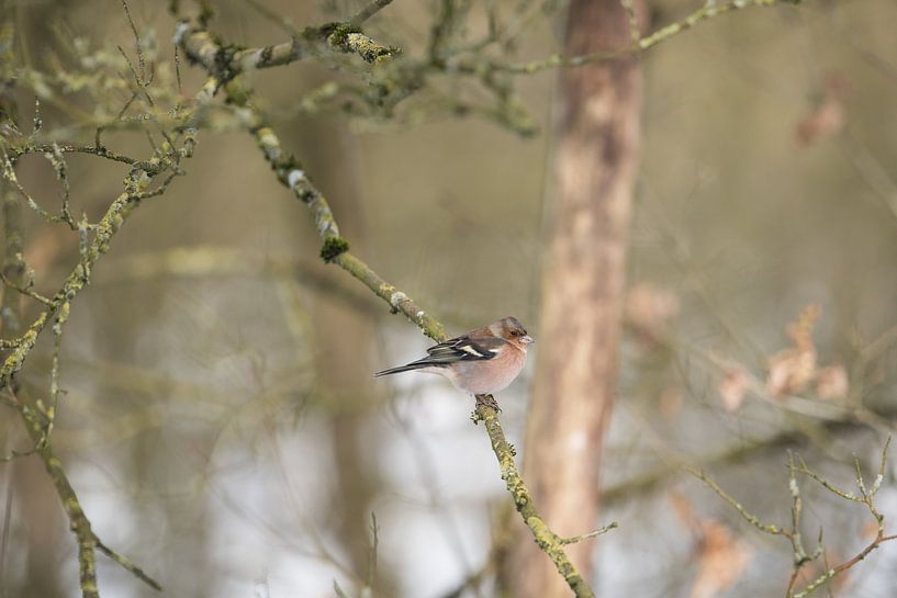 Le Finch par Dick Carlier
