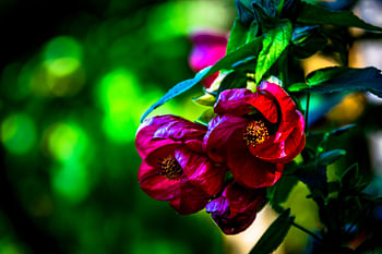 Rotes Abutilon, Chinesische Laterne