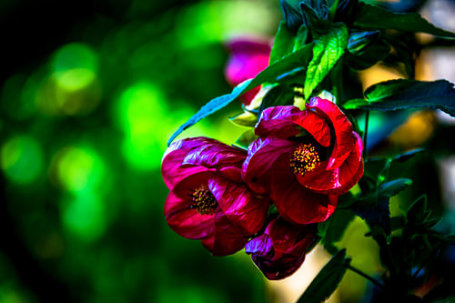 Red Abutilon, Chinese Lantern by Armen Sarkissian