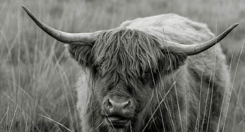 Schottischer Highlander 1 Schottischer Highlander