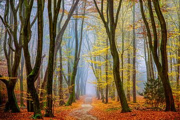 Der Herbst in den Niederlanden von Lars van de Goor