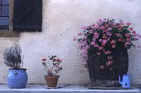 Blue jug - France 2004