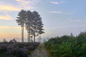Zonsopkomst op de paarse hei