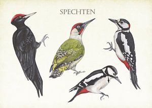 Spechte