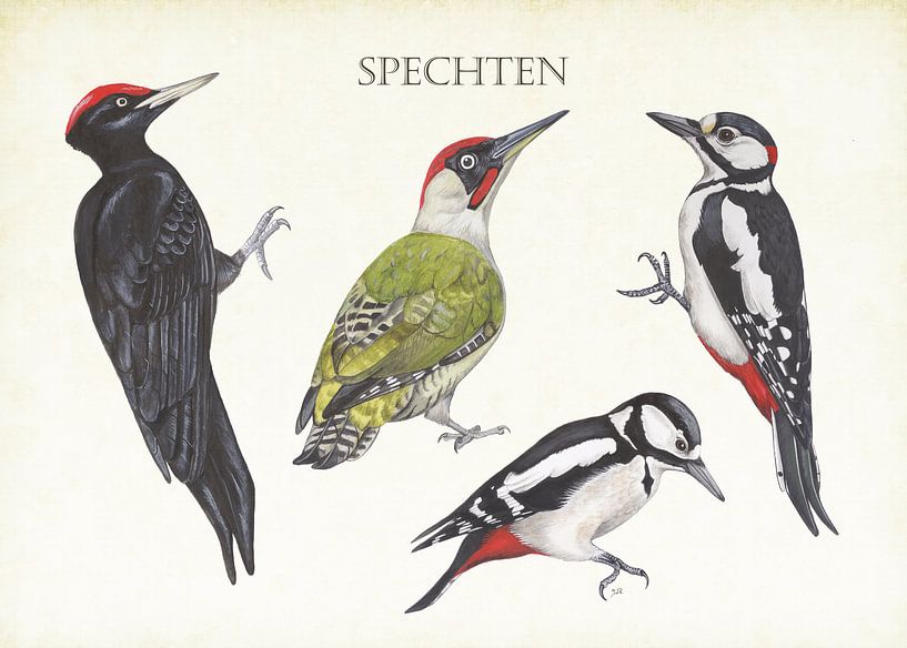 Spechte von Jasper de Ruiter