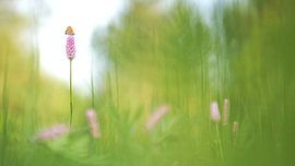 Blauer Schmetterling (Lycaena helle) von Lore Danckers