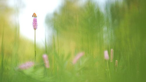 Blue firefly (Lycaena helle)
