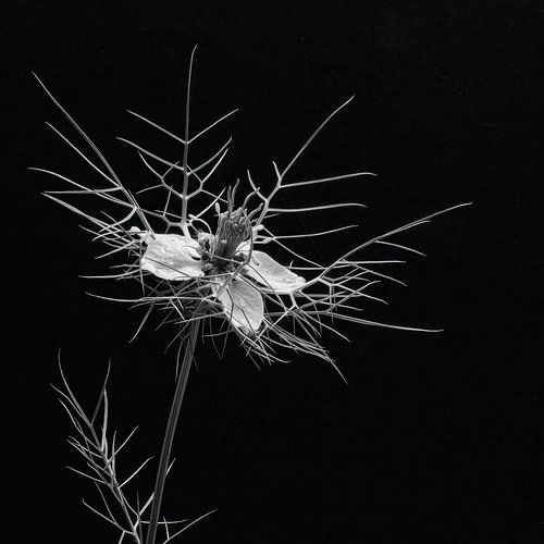 Juffertje in 't groen