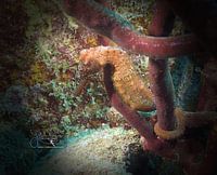 Caribbean Seahorse, Bonaire