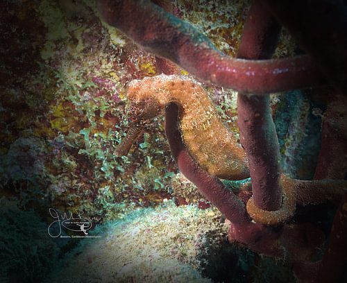 Caribisch zeepaardje, Bonaire