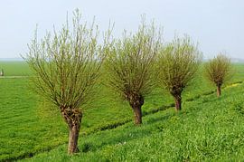 Pollard Willows in Dutch grass landscape by Ivonne Wierink