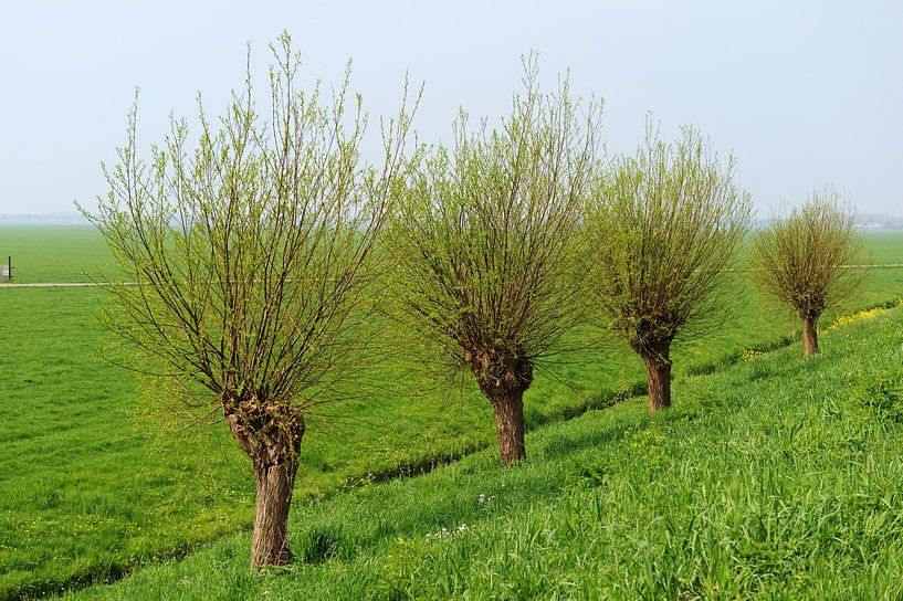 Knotwilgen in landschap van Ivonne Wierink