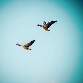 Gänse im Flug von DutchRosephotography