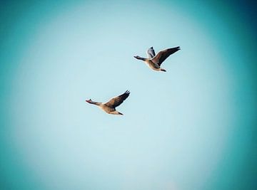 Geese in flight by DutchRosephotography