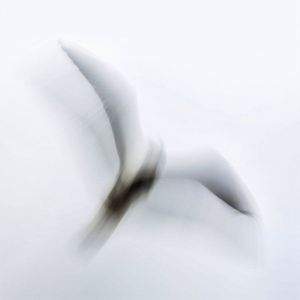 gull Brittany by gianni chauvel