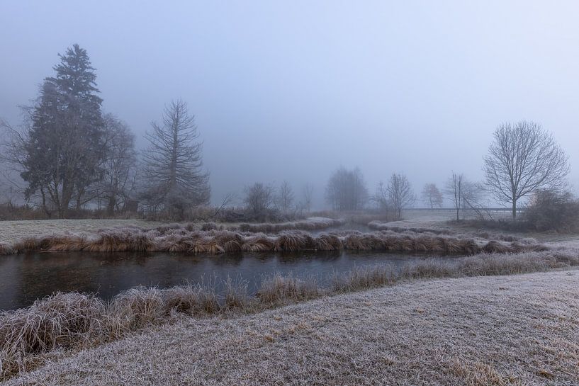Mist bij de biotoop van Teresa Bauer