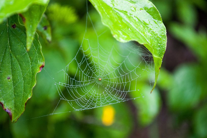 Spinnenweb met dauw by Tim Jung