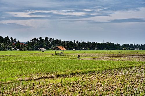 Indonesisch agrarisch landschap onder een heldere wolkenlucht